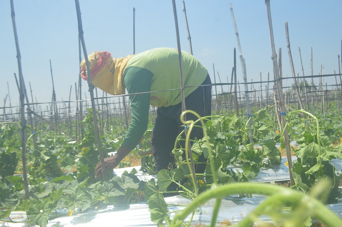 Petani Melon di Kecamatan Bandarkedungmulyo Jombang sedang merawat tanamannya. Panjangnya musim kemarau tahun ini, membuat petani optimistis akan untung besar dengan hasil tanamannya