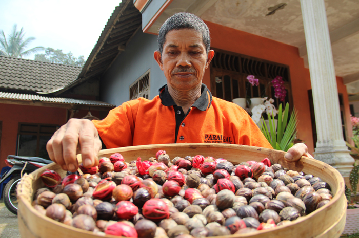 Wartoyo, 61 warga Dusun Anjasmoro, Desa Jarak Kecamatan Wonosalam saat memanen buah pala di kebunnya kemarin.