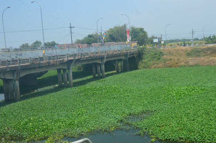 Eceng gondok yang menumpuk di saluran ngotok ring kanal, di bawah Jembatan Tenggor, Madiopuro, Sumobito, Jombang