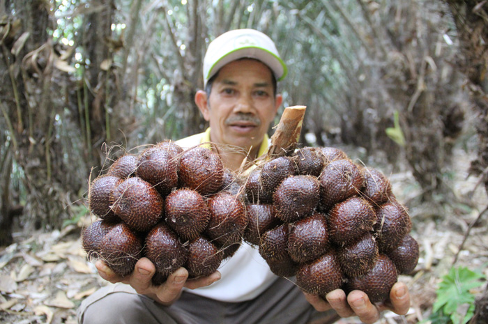 Wartoyo, 61, petani salak di Dusun Anjasmoro, Desa Jarak, Kecamatan Wonosalam menunjukkan salak pondoh di kebunnya.