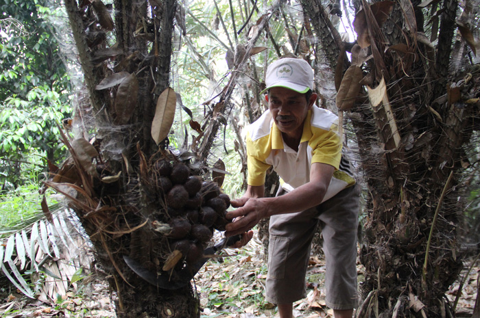 Wartoyo, 61 membersihkan pohon salak di kebunnya