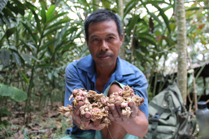 Petani kapulaga di Wonosalam, Jombang menunjukkan hasil panen di kebunnya