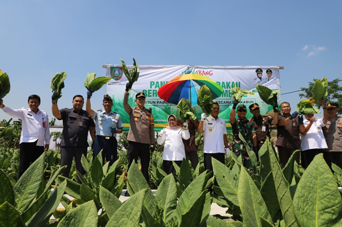 Bupati Jombang bersama Forkopimda Jombang serta Kepala Dinas Pertanian Jombang melaksanakan panen raya di Desa Banjardowo, Kecamatan Kabuh