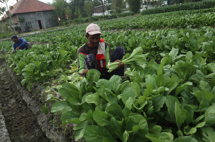 Mahfud, 42 salah satu petani sawi hijau di areal persawahan Desa Jatirejo, Kecamatan Diwek kemarin (19/9).