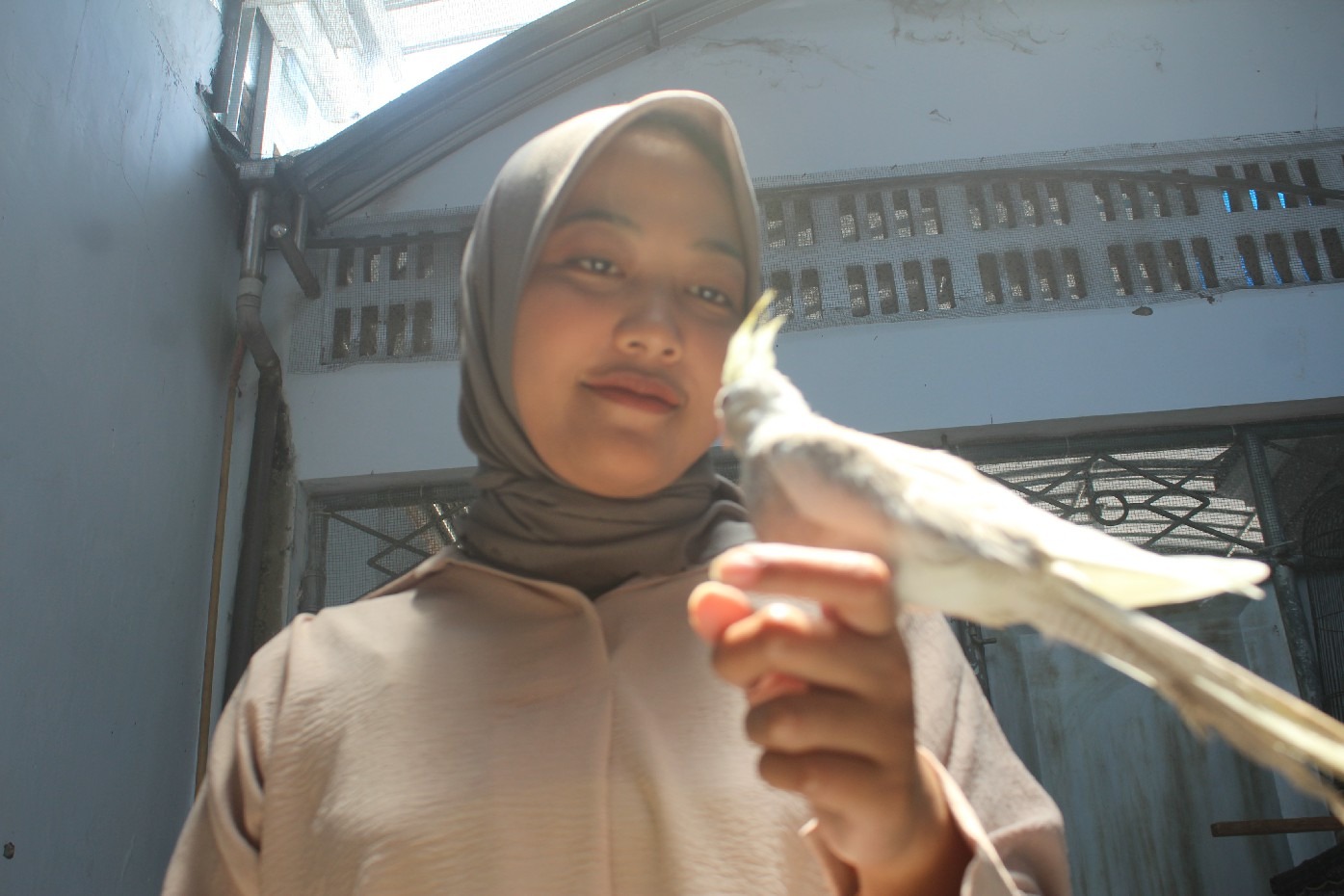 Laksmia Deviati, 28, menunjukkan salah satu burung falk hasil budidayanya