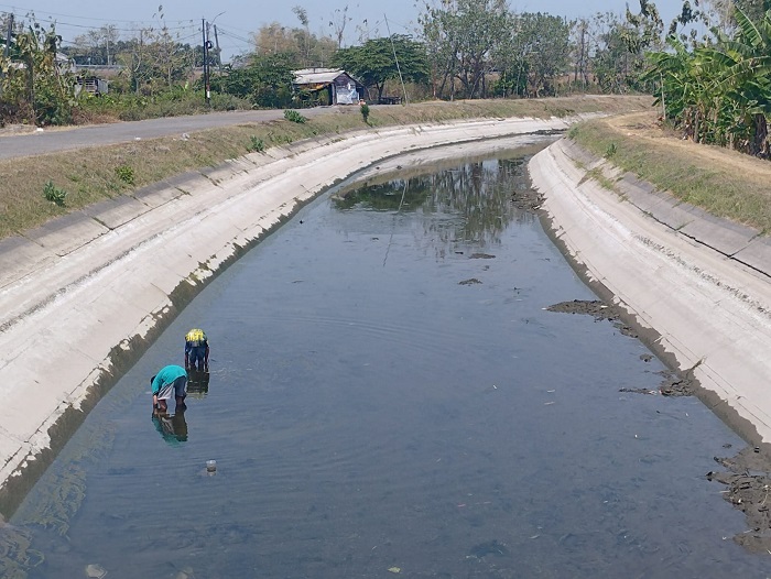 Kondisi saluran Mrican yang kini dikeringkan karena proyek perbaikan tanggul membuat petani mengundur masa tanam