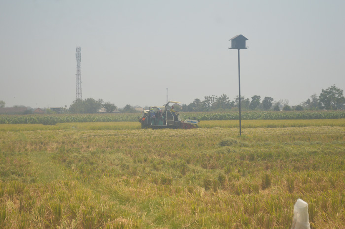 Sejumlah sawah di sekitar DI Mrican dipastikan bakal nganggur hingga akhir tahun ini akibat dikeringkannya saluran Induk Mrican