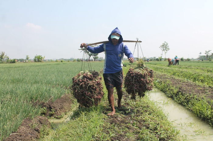 Petani bawang merah di Brebes merasakan tanahnya subur dan produktivitasnya meningkat 30 persen setelah menggunakan pupuk organik.