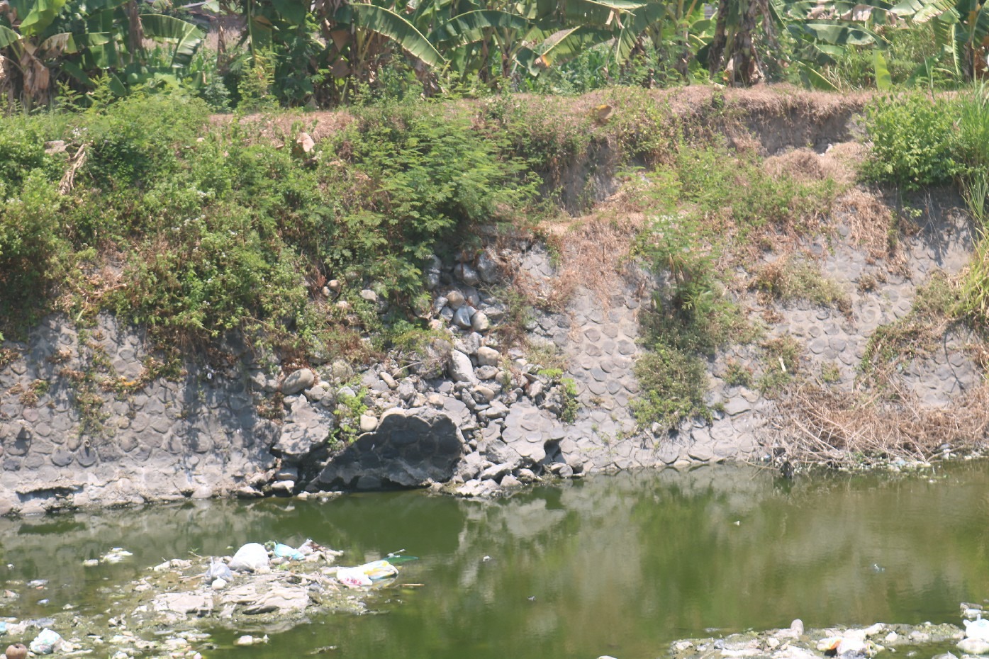 Kondisi tanggul sungai Ngotok Ring Kanal di Desa Kedungotok, Kecamatan Tembelang yang rusak dan ambrol.