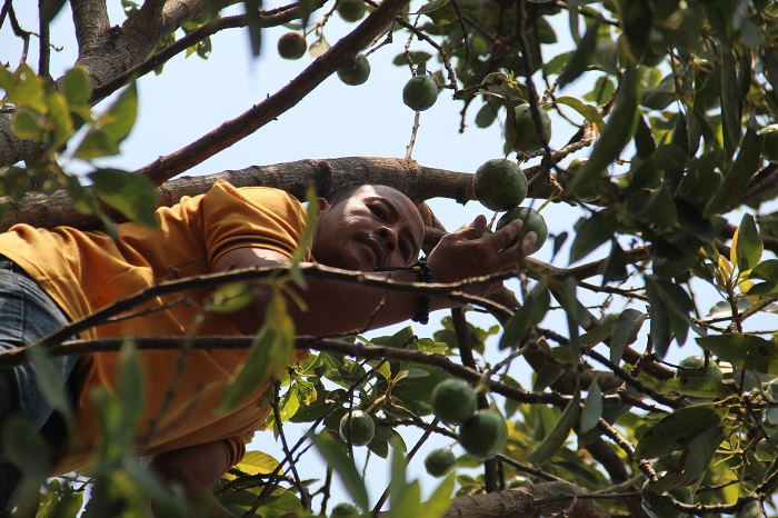 Agus Arminto, 46, salah satu pembudi daya alpukat di Desa Sambirejo menunjukkan alpukat di kebunnya.