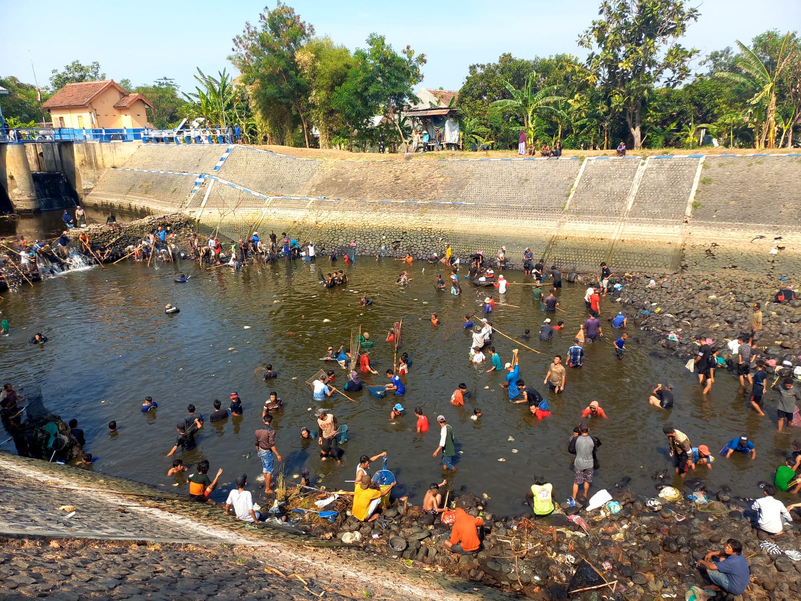Warga berebut berburu ikan di hilir Bendung Balongsono, Sumobito, Jombang yang tengah dikeringkan