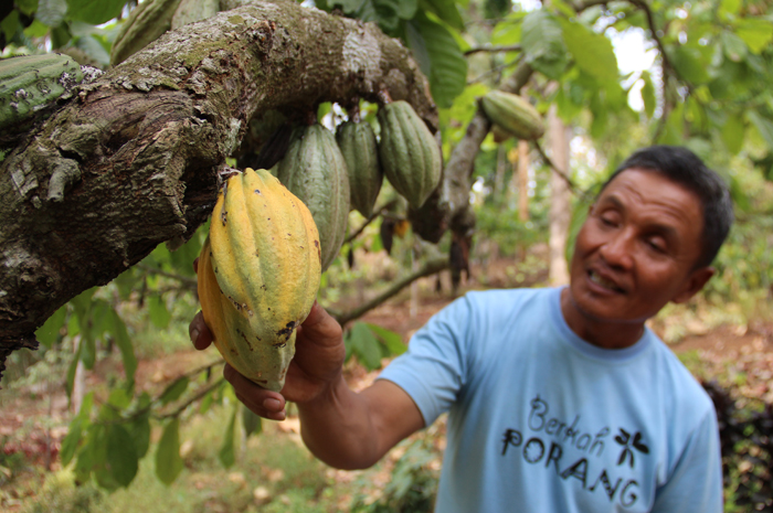 Seorang petani kakao di Kecamatan Wonosalam, Jombang sedang menunjukkan buah dan tanamannya.