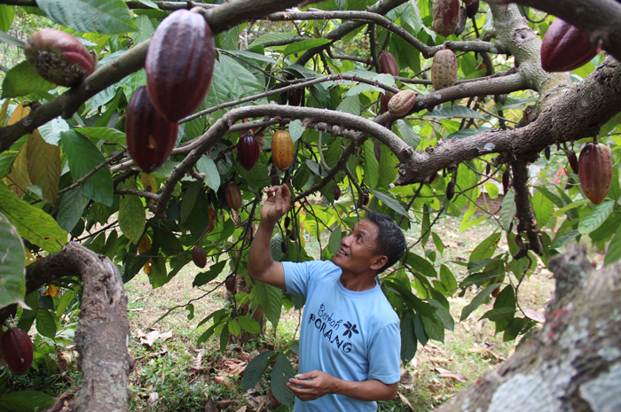 Sutikno, petani kakao di Wonosalam, Jombang sedang menunjukkan tanaman di kebunnya