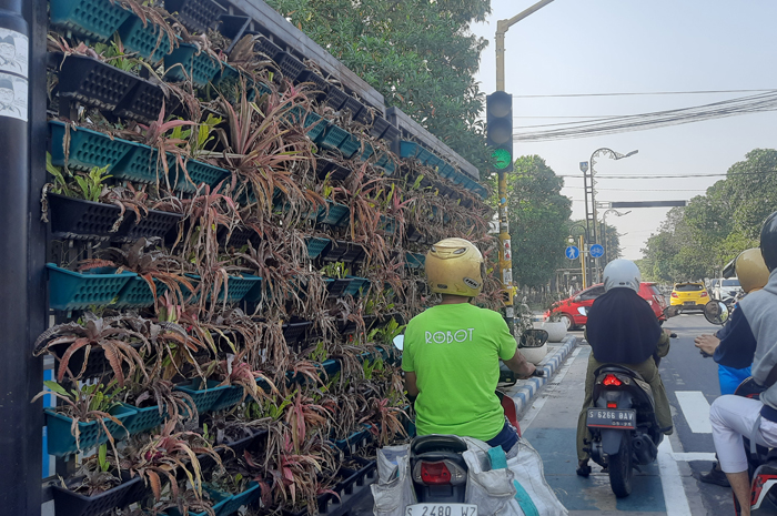 Kondisi tanaman yang mati di taman vertikal Trotoar Wahid Hasyim Jombang