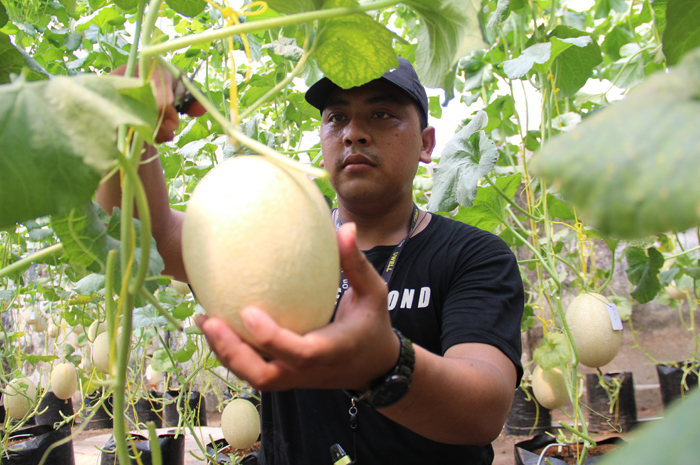 Ahmad Lafillian Rohmadi, 25 warga Desa Kedungrejo, Kecamatan Megaluh membudidayakan melon jenis sweet net Thailand kemarin.