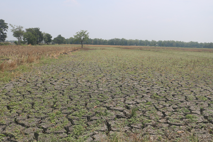 Kondisi sawah di Dusun kedungmacan, Desa Kedungbetik masih merekah, kekurangan air embuat petani belum mau memulai musim tanam