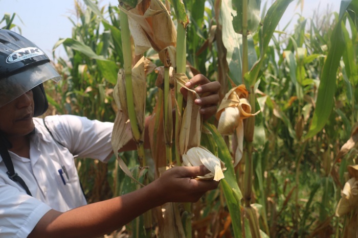 Perangkat Desa Denanyar, Kecamatan Jombang menunjukkan jagung yang lepas dari batangnya setelah jadi korban pencurian jagung.
