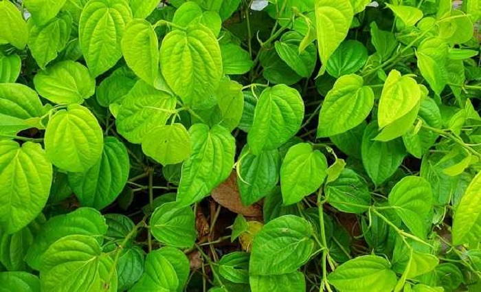 Penampakan daun sirih, daun ini ternyata memiliki banyak manfaat untuk tubuh manusia lho