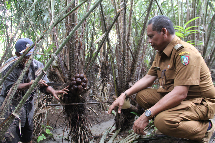 Kepala Desa Galengdowo Wartowo menunjukkan salak yang ditanam petani, kemarin (16/11).