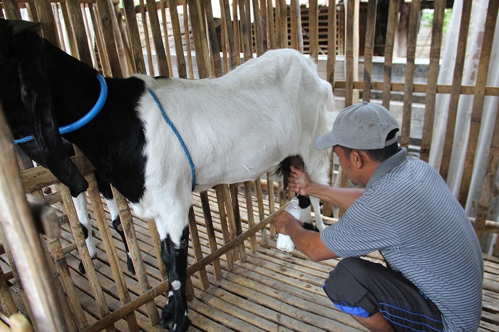 : M Gufron warga Dusun/Desa Tambar, Kecamatan Jogoroto memerah kambing PE di rumahnya.