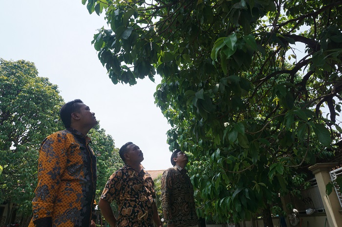 Luqman hakim, kepala Desa Gondangmanis sedang meninjau kebun jambu di desanya yang akan jadi wilayah agrowisata desa