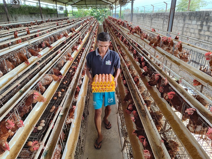 Teddi, peternak ayam petelur sedang memanen hasil telur. DI Jombang, harga telur tengah naik karena beberapa faktor.