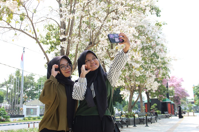 Deretan bunga tabebuya di Alun-alun Jombang jadi spot foto dadakan.