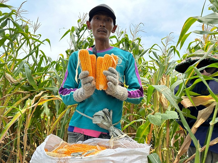 Meski harga jagung mahal, cuaca ekstrem membuat petani di Jombang tak bisa panen maksimal dan produktivitasnya jeblok