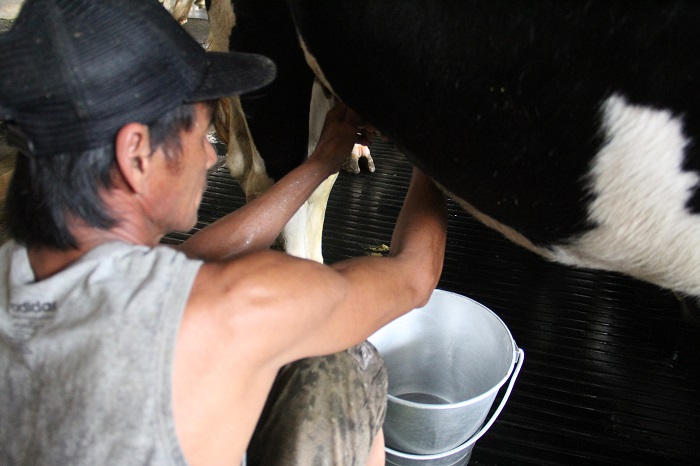 Pemerah sapi susu di Wonosalam sedang menjalankan tugasnya
