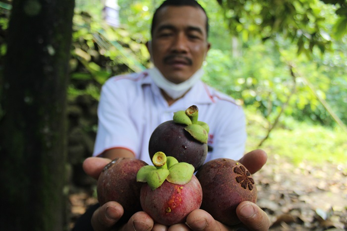Kades Jarak Agus Darminto menunjukkan hasil panen buah manggis sebagai potensi unggulan desa.