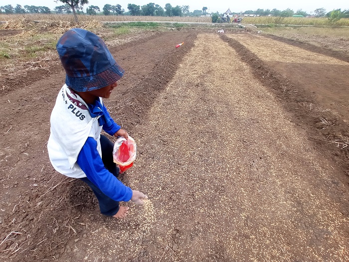 Petani di Desa Betek, Kecamatan Mojoagung, Jombang mulai menabur benih padi di sawahnya.