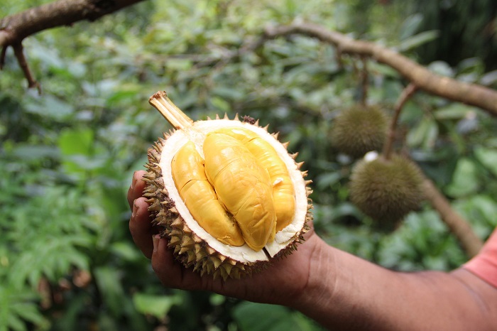 Heri Susanto, petani durian asal Dusun Pucangrejo, Desa/Kecamatan Wonosalam menunjukkan bentuk dan isi durian sunrise