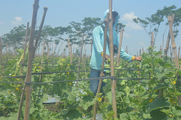 Abdul Rokhim petani melon asal Desa Pagerwojo, Kecamatan Perak, Jombang saat merawat tanamannya, Jumat (8/12).