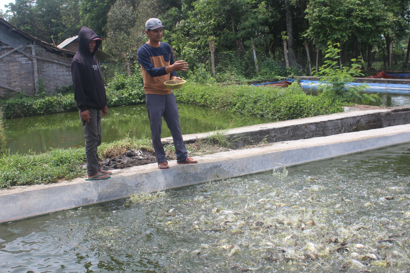 Salah satu kolam ikan yang dikembangkan di Desa Rejoagung, Kecamatan Ngoro, Jombang