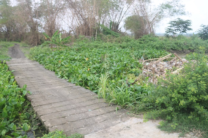 Kondisi anak Kali Marmoyo di Desa Jatigedong, Ploso, Jombang yang tersumbat sampah dan eceng gondok
