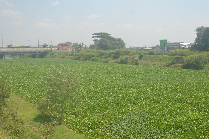 eceng gondok yang menutup hampir seluruh permukaan sungai Ngotok Ring Kanal di Desa Madiopuro, Kecamatan Sumobito, Jombang