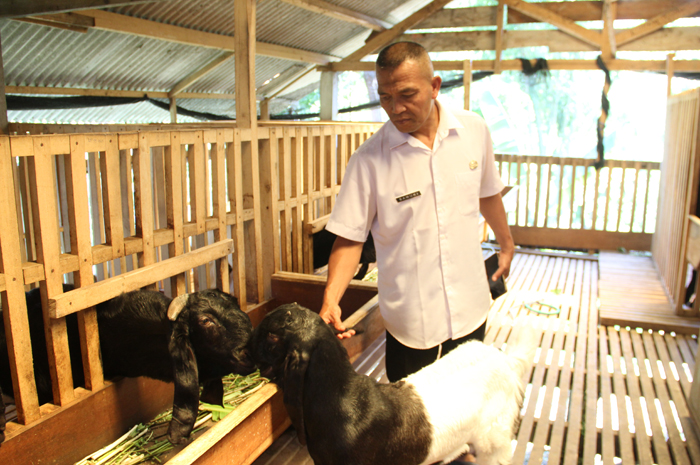 Kepala Desa Wonosalam Samuki saat meninjau peternakan kambing PE, Rabu (20/12).