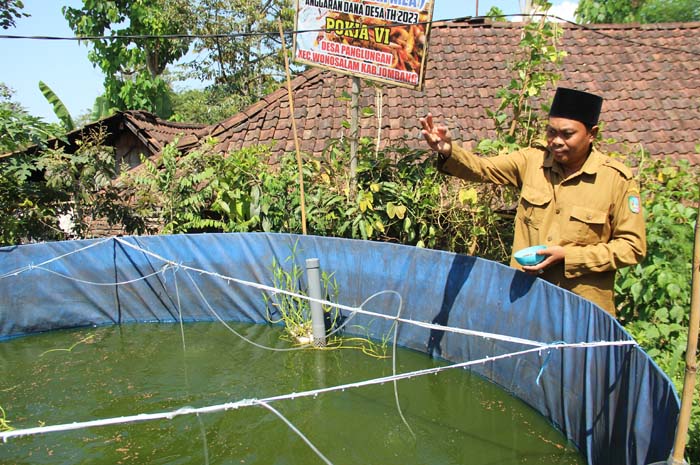 Kepala Desa Panglungan Sugiat memberi makan ikan nila yang dibudidayakan dalam kolam bioflok.