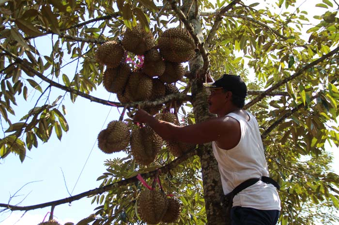 Gimin yang tengah merawat tanaman durian montong miliknya.