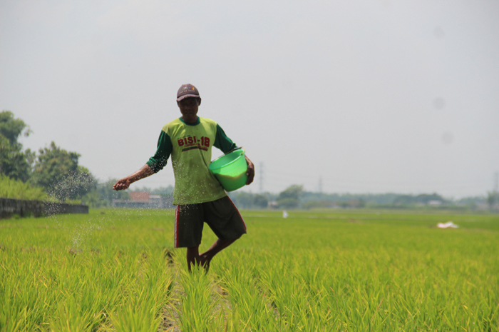 Budi, petani asal Desa Plosogenuk, Kecamatan Perak, Jombang saat memberi pupuk tanamannya.