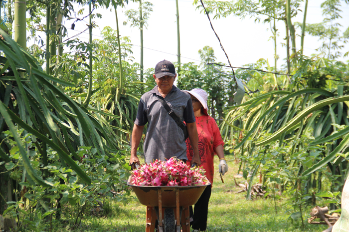 Asnawi membawa buah naga hasil panen di kebunnya menuju rumah.