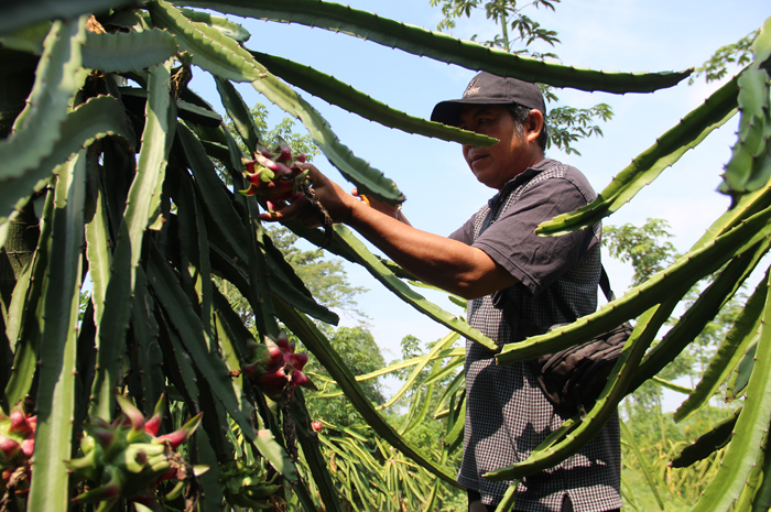 Asnawai, 54 pembudi daya buah naga merah di Desa Keras, Kecamatan Diwek memanen buah naga di kebunnya.