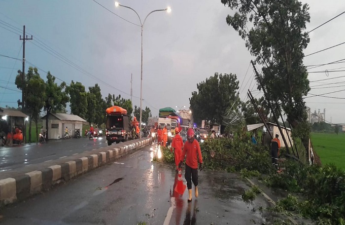 DIEVAKUASI: Petugas BPBD Jombang melakukan evakuasi pohon tumbang di Jl Raya Mojoagung Desa Tejo, Mojoagung, Kamis (11/1) sore.