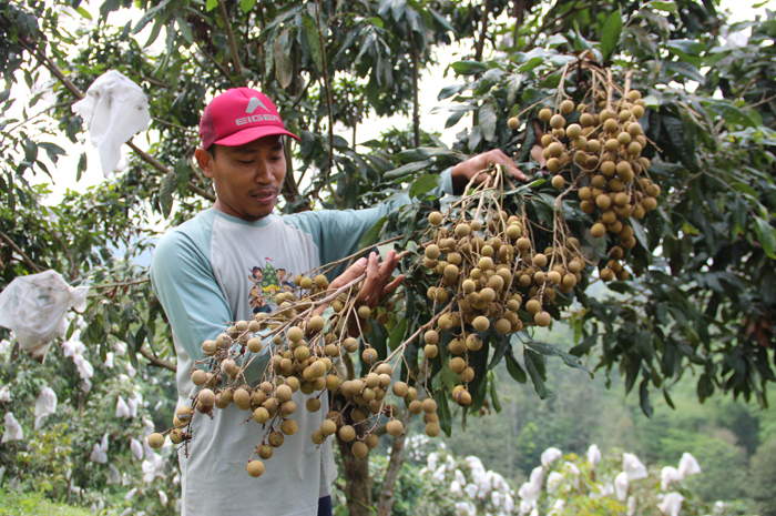 Petani lengkeng di Wonosalam sedang memetik hasil panen