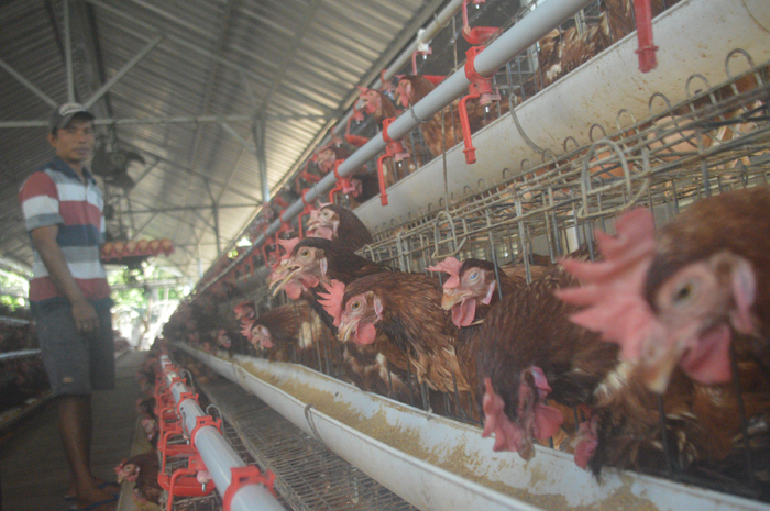 DIPANEN: Salah seorang pekerja tengah memanen telur milik peternak ayam petelur di Desa Wangkalkekpuh, Kecamatan Gudo, Sabtu (13/1).