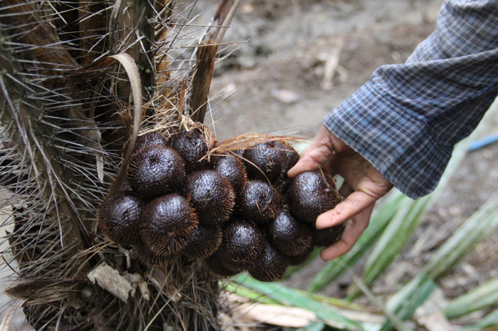 Salak hasil petani di WOnosalam ini bisa diolah jadi beragam olahan kuliner bernilai jual tinggi.
