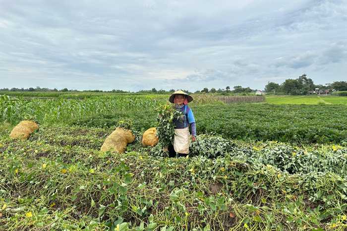 Petani di Desa Kauman, Ngoro, Jombang memilih menanam ubi jalar daripada padi saat musim penghujan