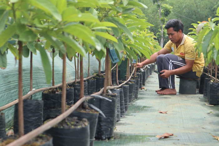 pembibit alpukat di Dusun Sumber, Desa Wonosalam, Kecamatan Wonosalam saat merawat tanamannya Rabu (24/1).