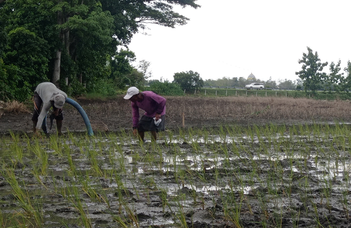 TANAM ULANG: Sebagian petani di Desa Kedungbetik, Kecamatan Kesamben harus tanam ulang, usai tanaman padi mati terdampak banjir.