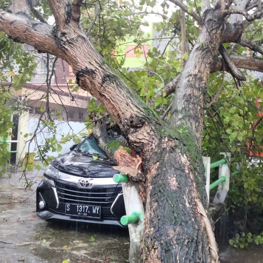 Kondisi mobil yang tertimpa pohon ambruk di Perak, Jombang